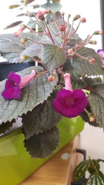  - R19 - Minnesota Rouser xA