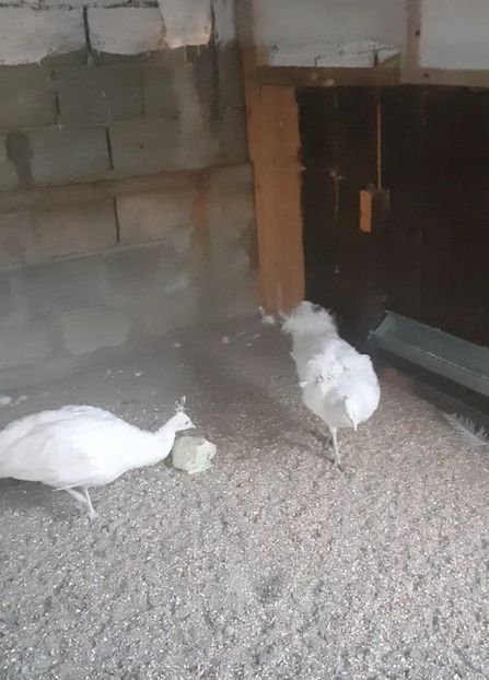 0760282442 - DE VINZARE