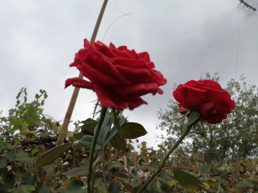 - Frumuseti la casa parinteasca