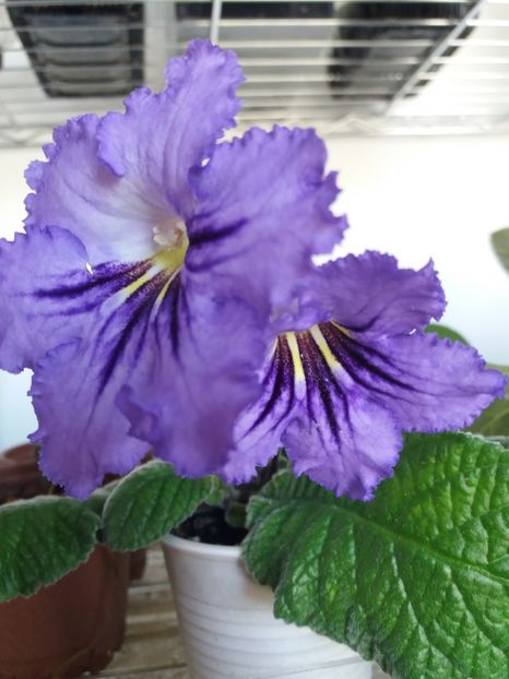 1 - Streptocarpus