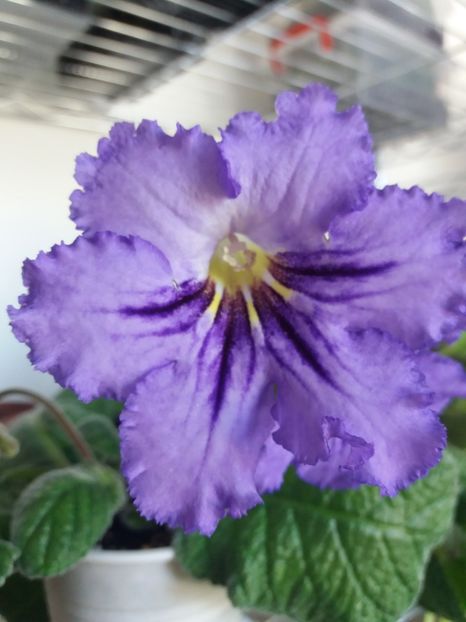 1 - Streptocarpus