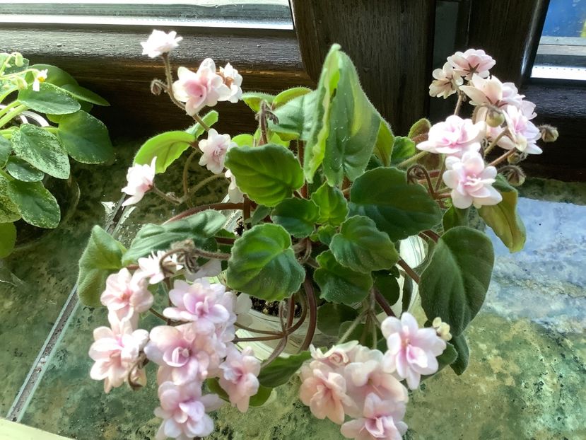  - Rob s Vanilla Trail