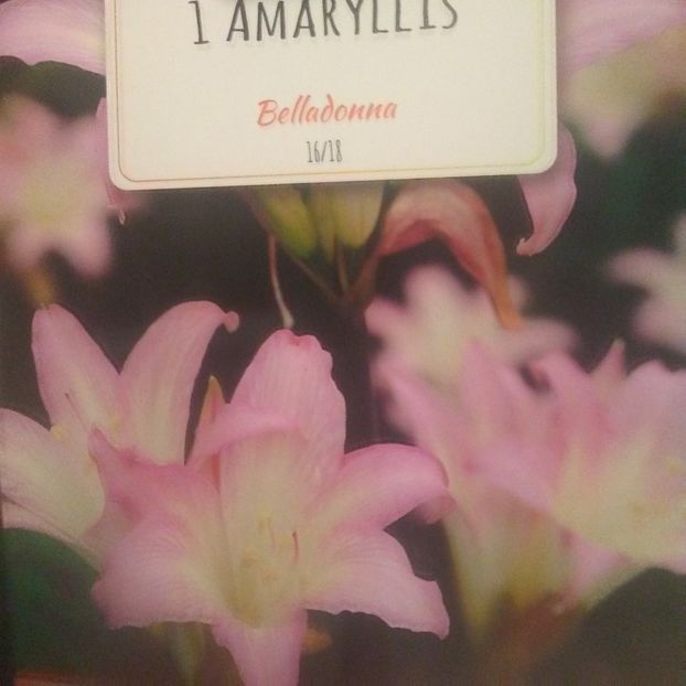 Amaryllis Belladonna - Achizitii