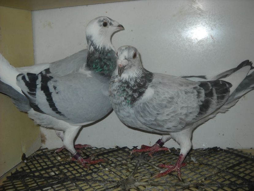  - PORUMBEI VANDUTI 2