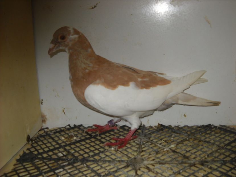  - UNDEVA IN SUCEAVA arhiva