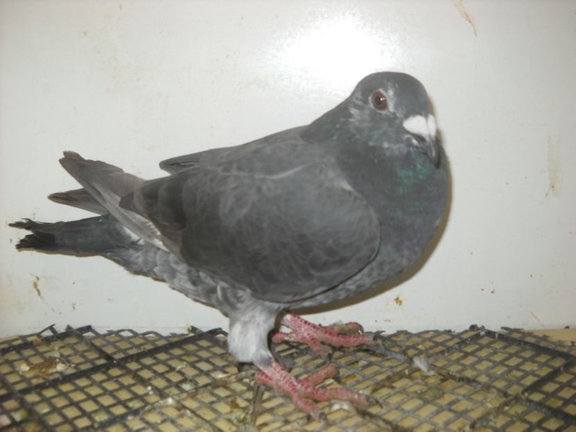  - UNDEVA IN SUCEAVA arhiva