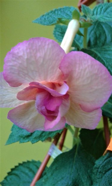  - ACHIMENES 07 10 2000000019