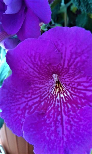  - ACHIMENES 07 10 2000000019