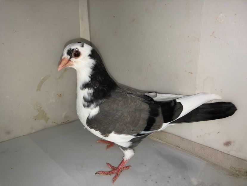 7171(18)  mascul  2019 - Plecați ALBUM 2