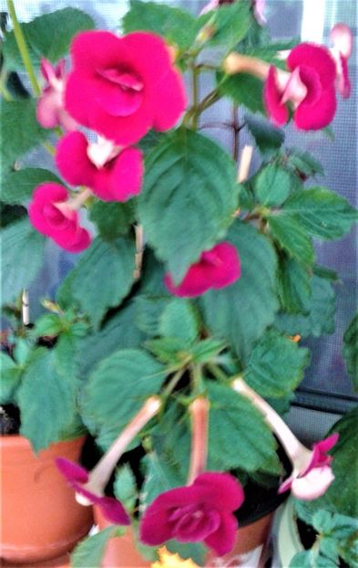  - ACHIMENES 07 10 2000000019