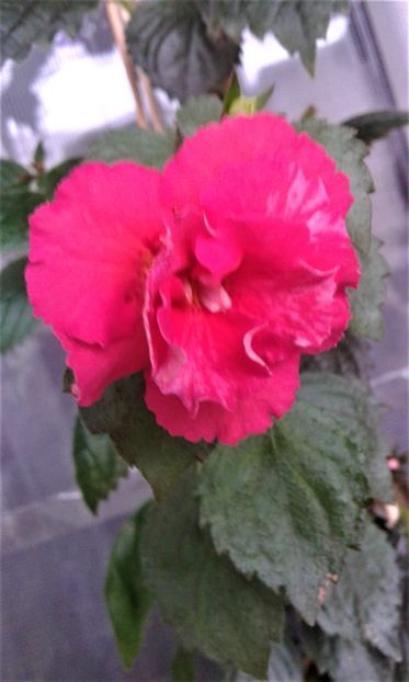  - ACHIMENES 07 10 2000000019