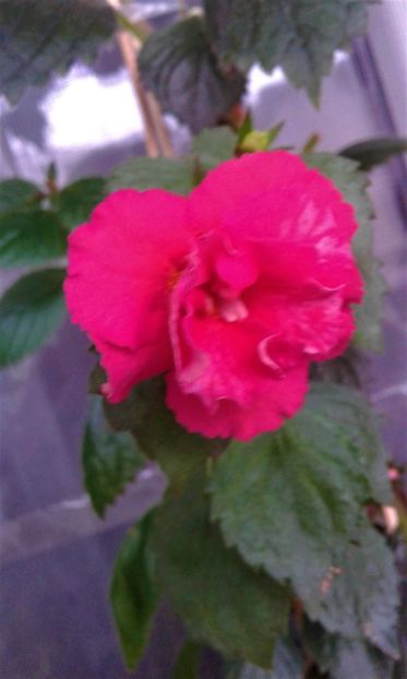  - ACHIMENES 07 10 2000000019