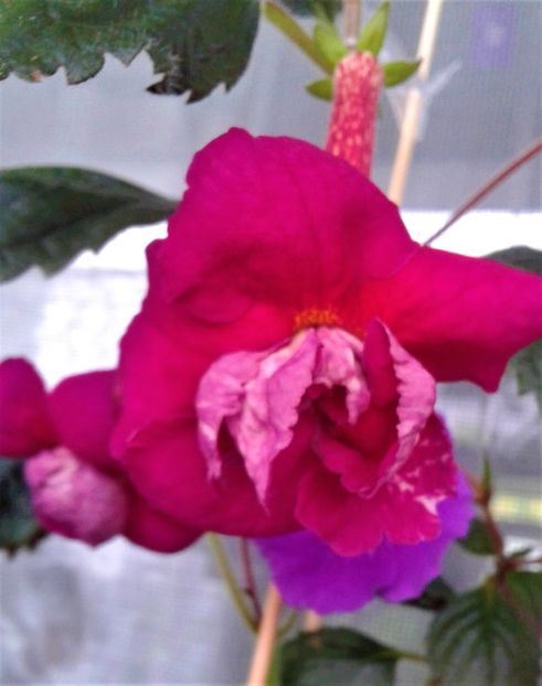  - ACHIMENES 07 10 2000000019
