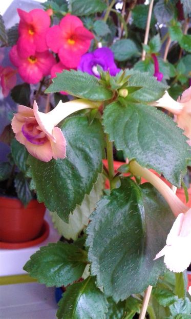  - ACHIMENES 07 10 2000000019