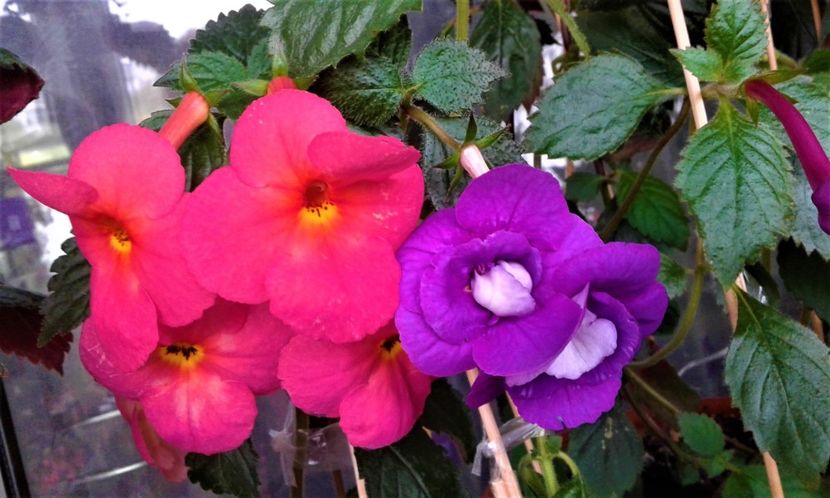  - ACHIMENES 07 10 2000000019