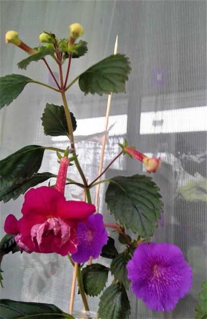  - ACHIMENES 07 10 2000000019