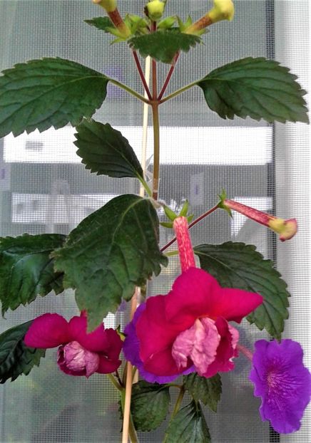  - ACHIMENES 07 10 2000000019