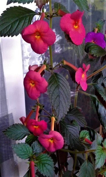  - ACHIMENES 07 10 2000000019