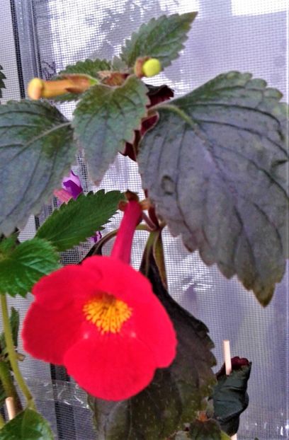  - ACHIMENES 07 10 2000000019