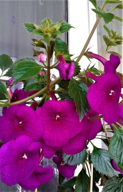  - ACHIMENES 07 10 2000000019