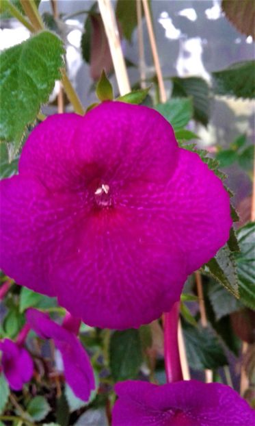 - ACHIMENES 07 10 2000000019