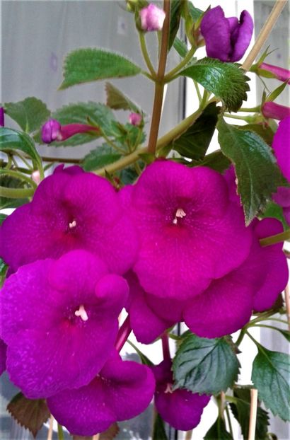  - ACHIMENES 07 10 2000000019