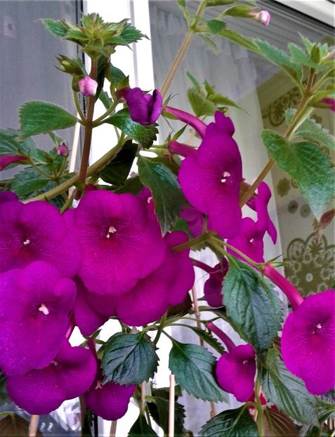  - ACHIMENES 07 10 2000000019