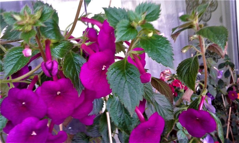  - ACHIMENES 07 10 2000000019