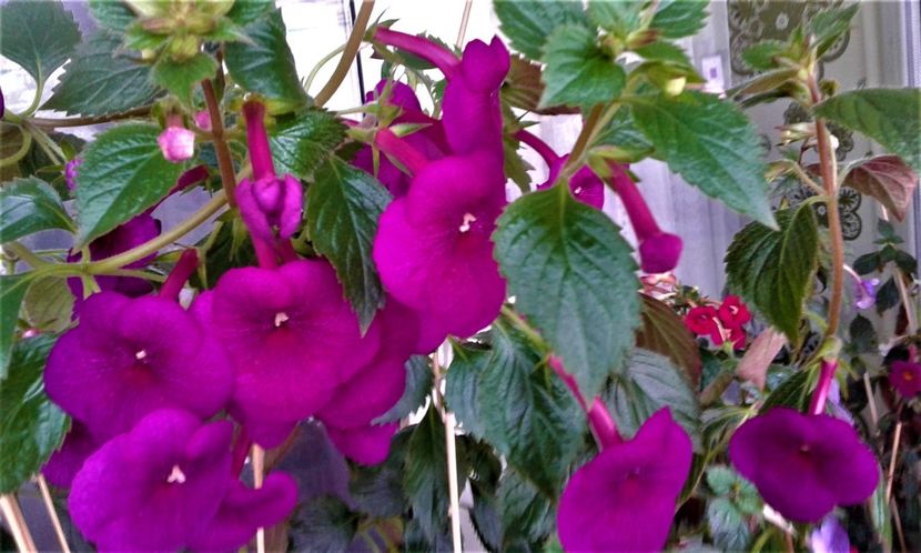  - ACHIMENES 07 10 2000000019