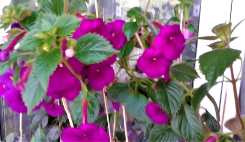  - ACHIMENES 07 10 2000000019