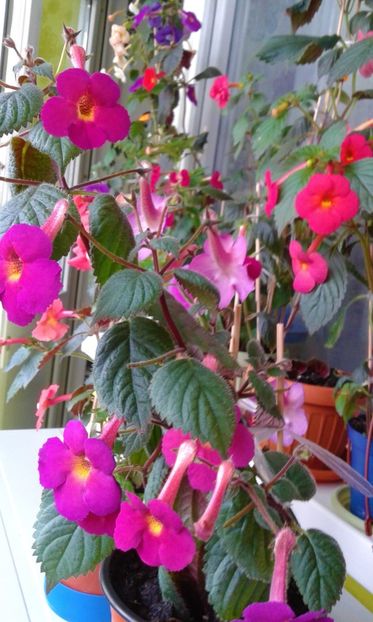  - ACHIMENES 07 10 2000000019