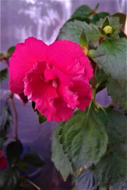  - ACHIMENES 07 10 2000000019