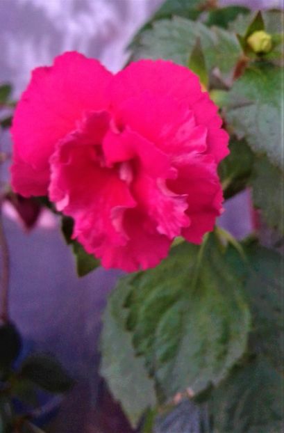  - ACHIMENES 07 10 2000000019