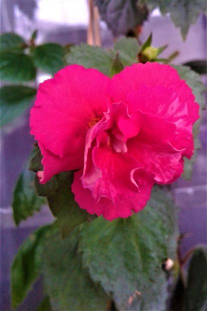  - ACHIMENES 07 10 2000000019