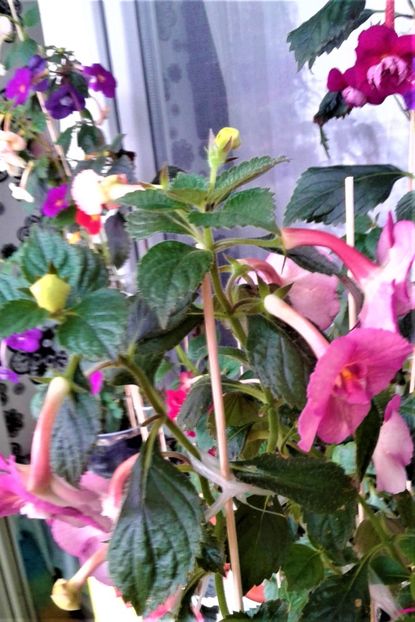  - ACHIMENES 07 10 2000000019