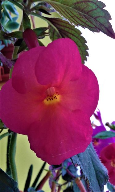  - ACHIMENES 07 10 2000000019