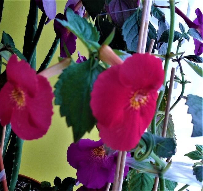  - ACHIMENES 07 10 2000000019