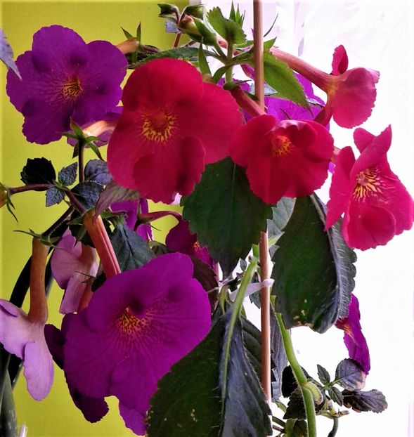  - ACHIMENES 07 10 2000000019