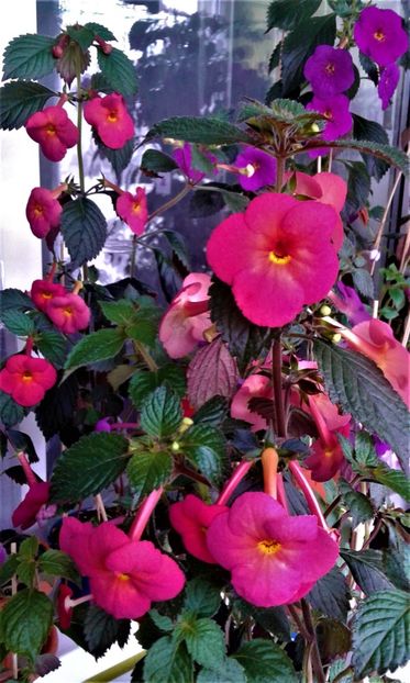  - ACHIMENES 07 10 2000000019