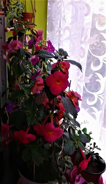  - ACHIMENES 07 10 2000000019