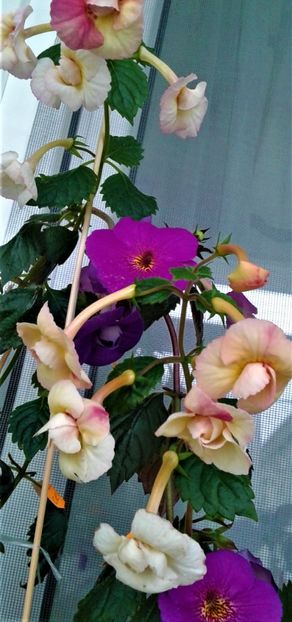  - ACHIMENES 07 10 2000000019