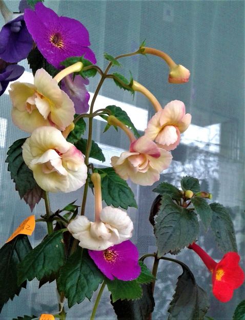  - ACHIMENES 07 10 2000000019