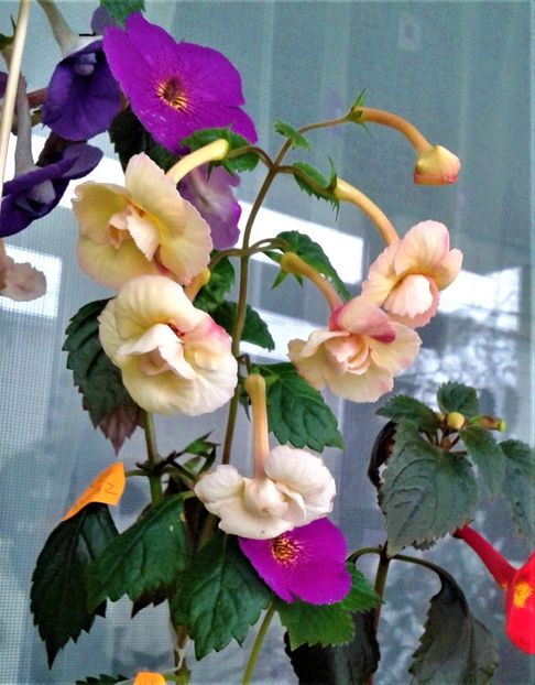  - ACHIMENES 07 10 2000000019