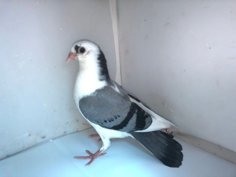 7001  femelă  2019 - Plecați ALBUM 2