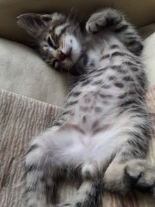 111004203_PSHZOFW3 - CUTE CATS 2019