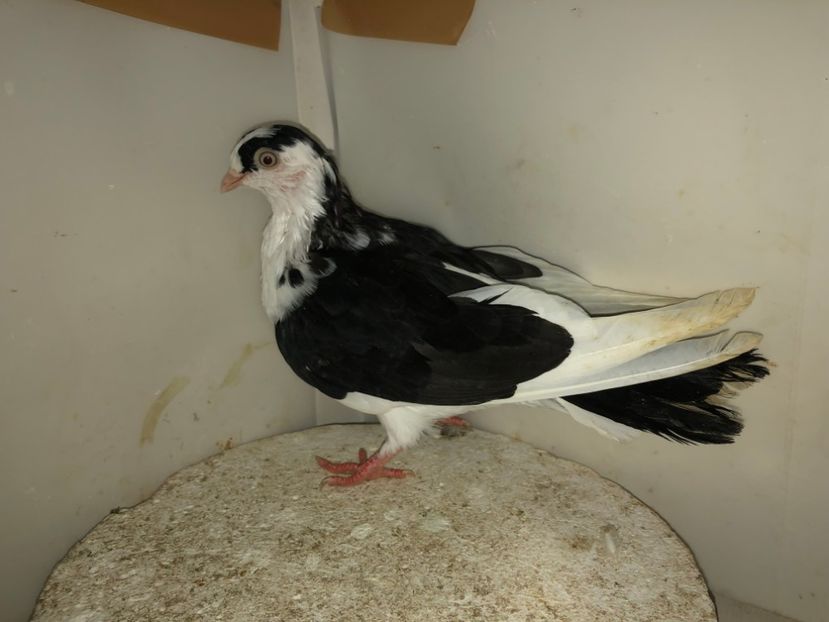 7098  femelă  2019 - Plecați ALBUM 2