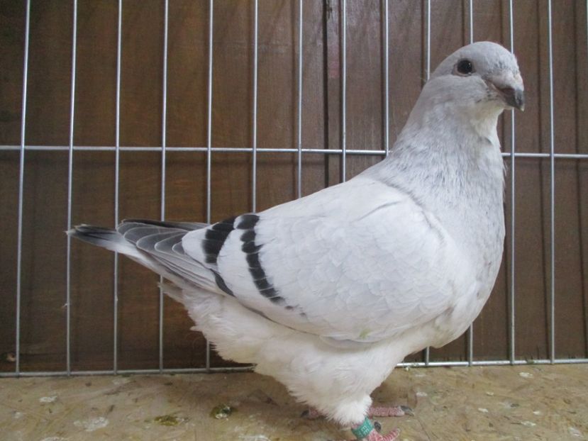 10199-19 - Tineret 2019