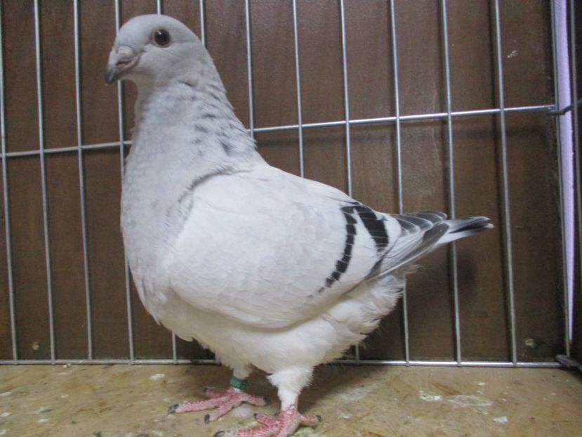 04349-19 - Tineret 2019