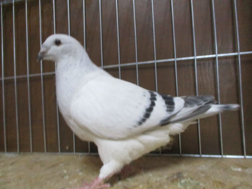 04350-19 - Tineret 2019