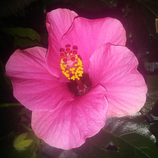  - Hibiscus